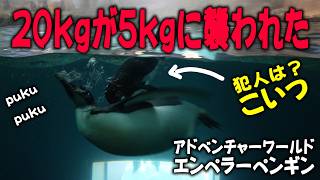 【泡ふき急浮上】エンペラー４４が泡を吹いて急浮上！？パパと優雅に泳いでいたら、ヒゲペンギンに背後から襲われパニックに！