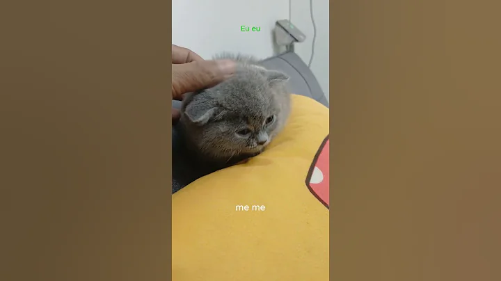 Watch the video about Tiny Kitten’s First Bath 😺❤️ | Primeiro Banho do Gatinho 😺❤️ |Pets Stories BR🐾