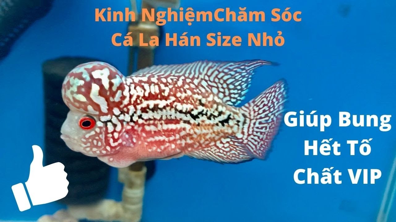 Cách Chăm Sóc Cá La Hán Size Nhỏ 1N-1N5 | Cá Cảnh Đại Lâm Mộc