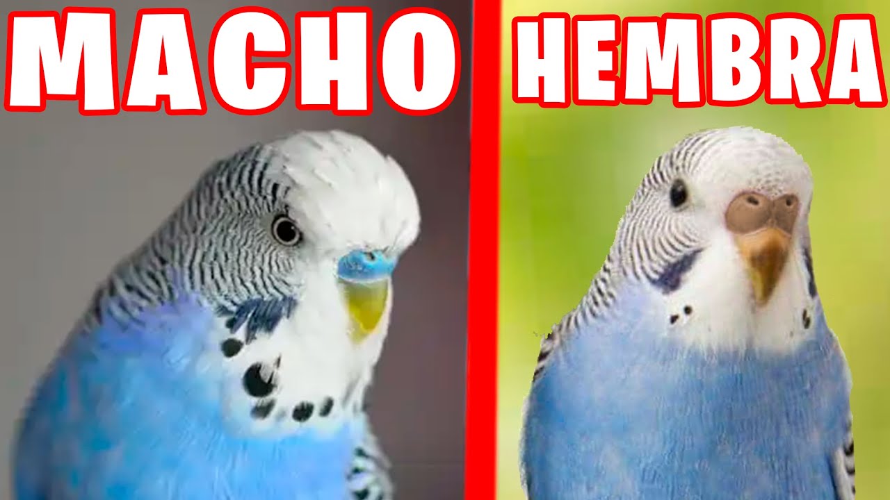 ¿COMO SABER SI UN PERIQUITO ES MACHO O HEMBRA? - YouTube