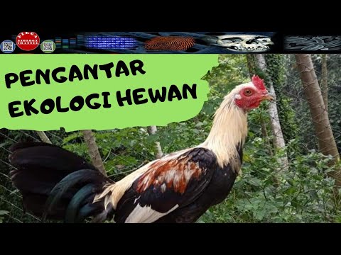 Pengantar Ekologi Hewan pengantar ekologi hewan Pengantar Ekologi Hewan pengantar ekologi hewan