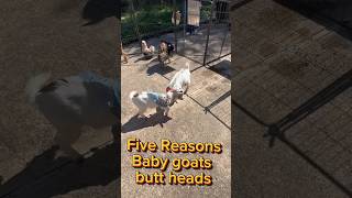 Why Baby Goats Butt Heads (Even in Outfits 😂)