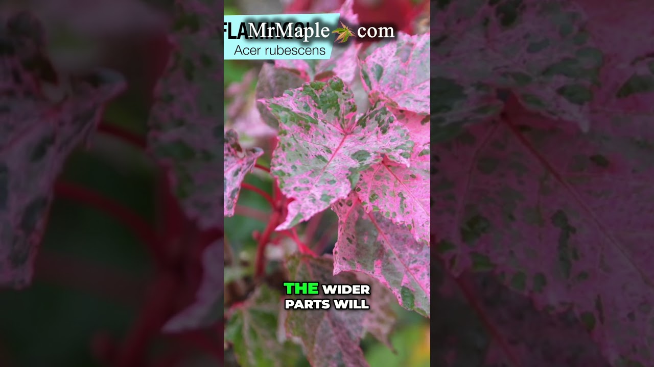 The Stunning Acer rubescens 'Red Flamingo' Snakebark Maple | Your Fall Foliage Must Have