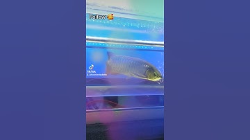 #shorts Bé cá rồng gì đây ? - Huy Miền Tây