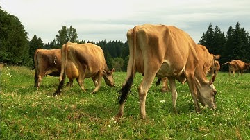 Jersey Cows: A Dairy Farmer