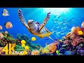11 HOURS Stunning 4K Underwater footage + Music | Nature Relaxation™ Rare &amp; Colorful Sea Life Video