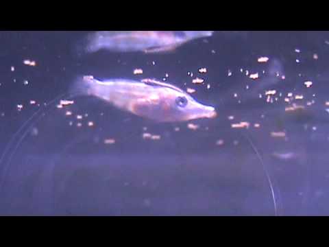 video to gif Captive Bred Harlequin Filefish Trying To Eat Otohime Pellets
