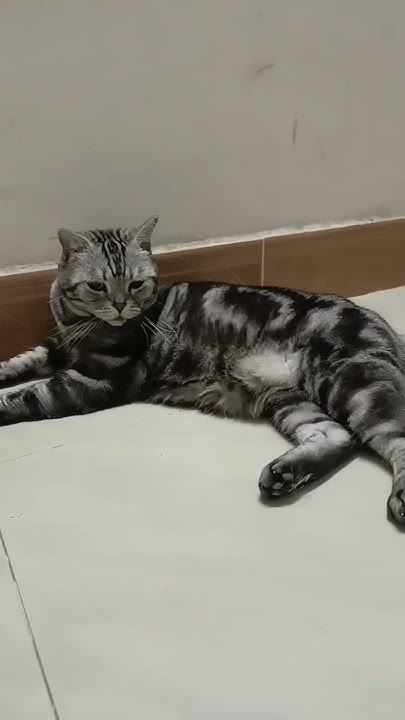 cats-lose-their-hair-it-s-terrible-is-there-any-way-to-solve-the-cat-s