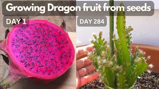 Growing dragon fruit Pitaya from seeds. by Tony's Exploration- Home & Garden 29,619 views 1 year ago 4 minutes, 4 seconds