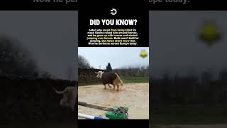 The Bull Who Refused to Act Like One 🐂🔥
Aston was saved from being killed for meat. Sabine raised him around horses, and he grew up with horses and started jumping over fences. Bulls arent built for jumping. But Aston didnt know that. Now he performs across Europe today. The Bull Who Refused to Act Like One 🐂🔥