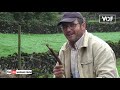 Vida Rural na Ilha do Pico 30-01-21 Açores