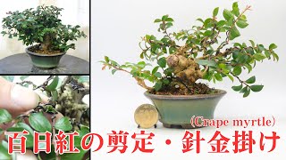 姫百日紅のミニ盆栽 剪定と針金掛け【枝作り】 Crape myrtle #19 - YouTube