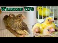 TIPS for Weaning Young Birds | Finches & Canaries
