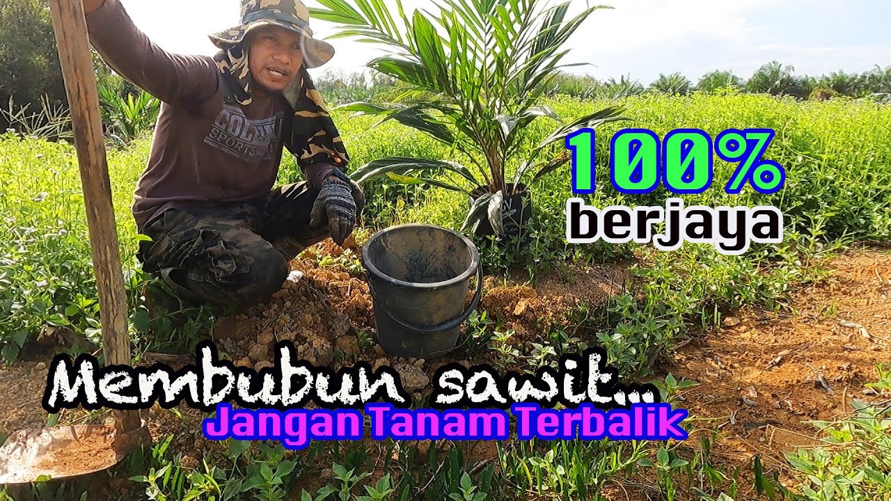 Perkongsian aku.. Teknik mudah dalam menanam sawit dengan cara yang betul.