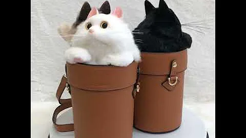 Video 970971: siamese cat, cat bag, cat white blue, black cat