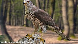 Celebrity Northern goshawk sound Wealth