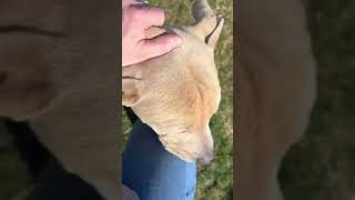 Meet Theo A Terrier, American Pit Bull Currently Available For Adoption 2252023 20745 Pm