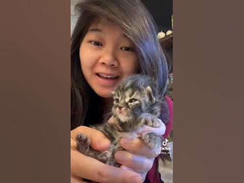 How to Feed 2 Week Old Kittens - YouTube