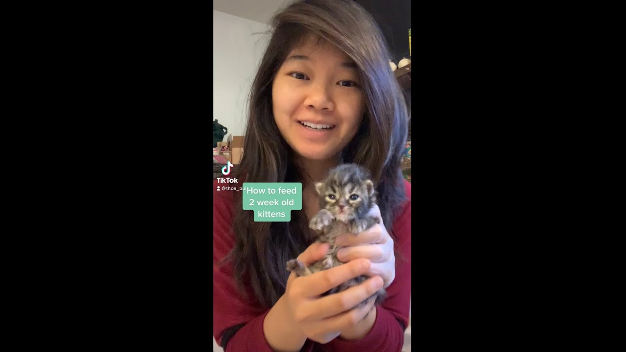 How to Feed 2 Week Old Kittens How to Feed 2 Week Old Kittens