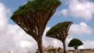 Yemen Socotra
