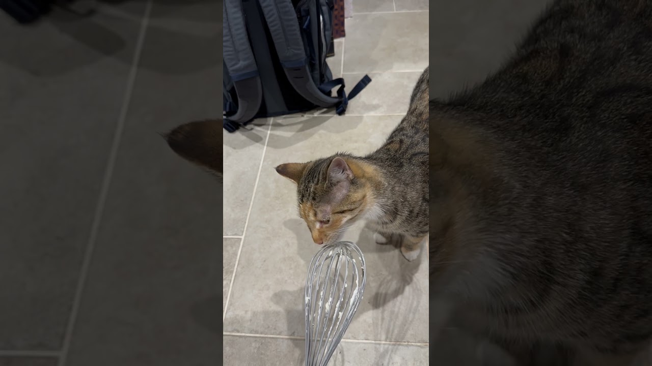 The cat that got the cream. Lucy enjoying some lickies 