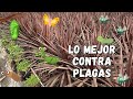 ¿Cómo hago para no tener plagas? Prevenir plagas sin fumigar