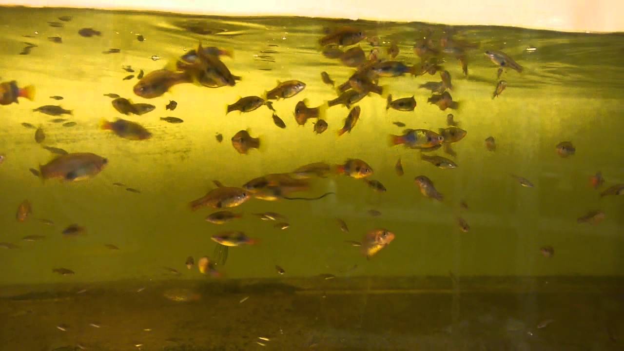 Xenotoca sp. "San Marcos"