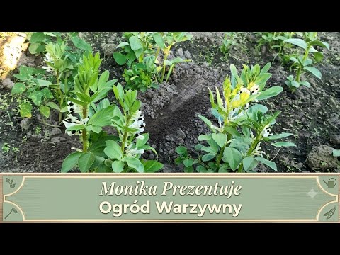 Warzywnik początkiem czerwca oraz pierwsze truskawki