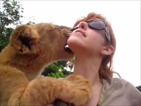 lion human friend cub