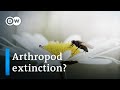 The great death of insects | DW Documentary (ecology documentary)