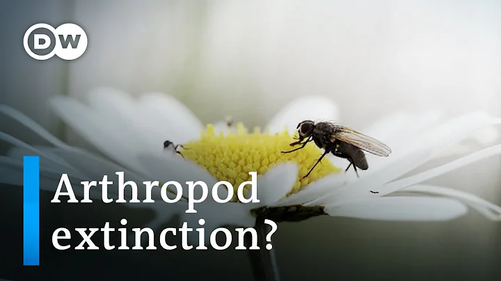 The great death of insects | DW Documentary