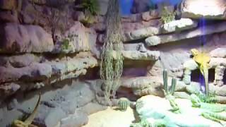 The very best Homemade Bearded Dragon Vivarium / Enclosure