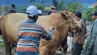 Pasar wage plaosan 2026 di rehap