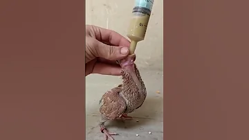 ازاي تأكل الزغاليل يدوي 
