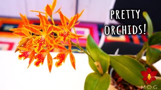 Updates and Pretty Orchids!