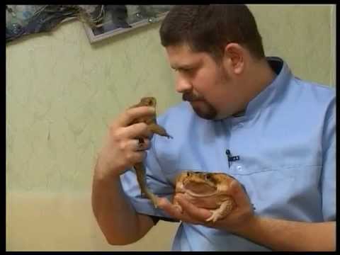 Vídeo: Conteúdo Toad-aga (Bufo Marinus)