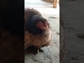 Chhote Bach Murgi  wao #chicken  funny