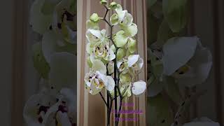 Не Альбуфейра. Хто вона? Not Albufeira. Who is it? #orchid #phalaenopsis #peloric #пелори #орхідеї