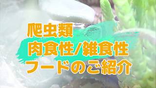 【セラ】肉食性爬虫類フードのご紹介「カメ」「ヒョウモントカゲモドキ」「イモリ」「サラマンダ―」「トカゲ」「ニオイガメ」