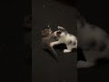 respondiendo preguntas a mis seguidores parte #1million #cat #anmals  #gatos #funny #shortsviral