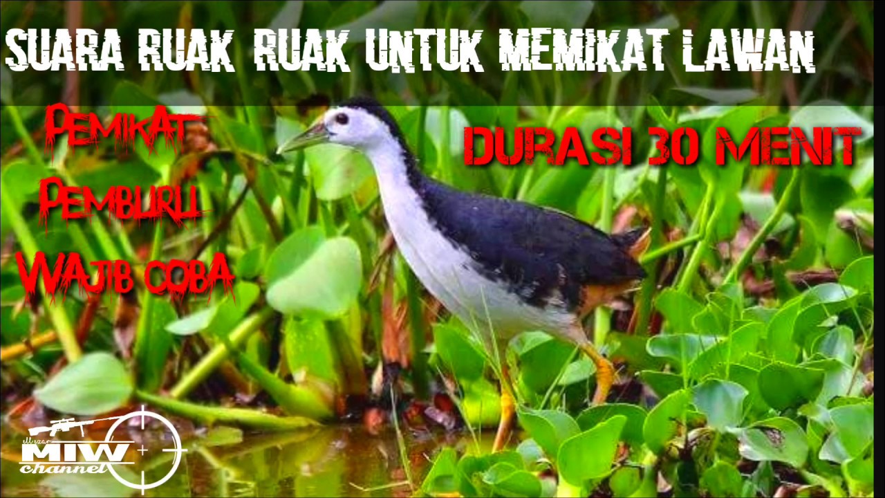 Suara burung RUAK RUAK durasi panjang jernih 
