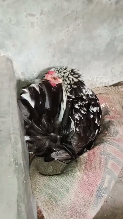 🐣🐤🐥🔥🐣🔥#hen #chicken #foryou #funny #cat #cats #newsong #viral #viralshort #viralshorts