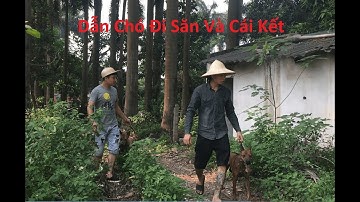 Đi săn Chuột và Rắn Cùng Chó Phú Quốc và Cái Kết  (Go hunting Rat and Snake with Phu Quoc Dog)