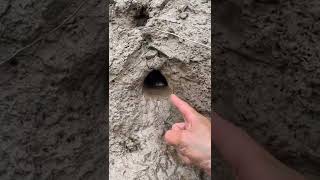 Vét Đầm Lầy Phát Hiện Hốc Cá