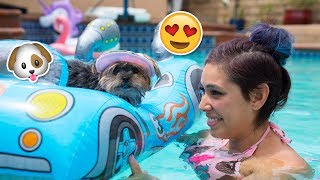 List of 20+ buying my dog baby pool toys
