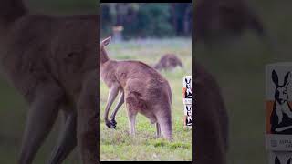 travla 30 Block – More Beer