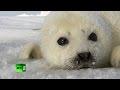 Saving Seals