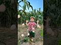 Survival skills : Collecting strange egss #outdoors #nature #creative