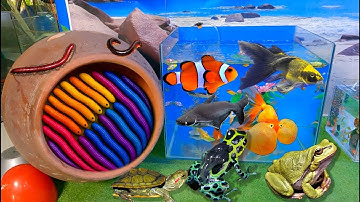 Bắt cá sấu bông, cá koi bướm, cá nemo, rùa đủ màu, tôm cảnh, cá trê