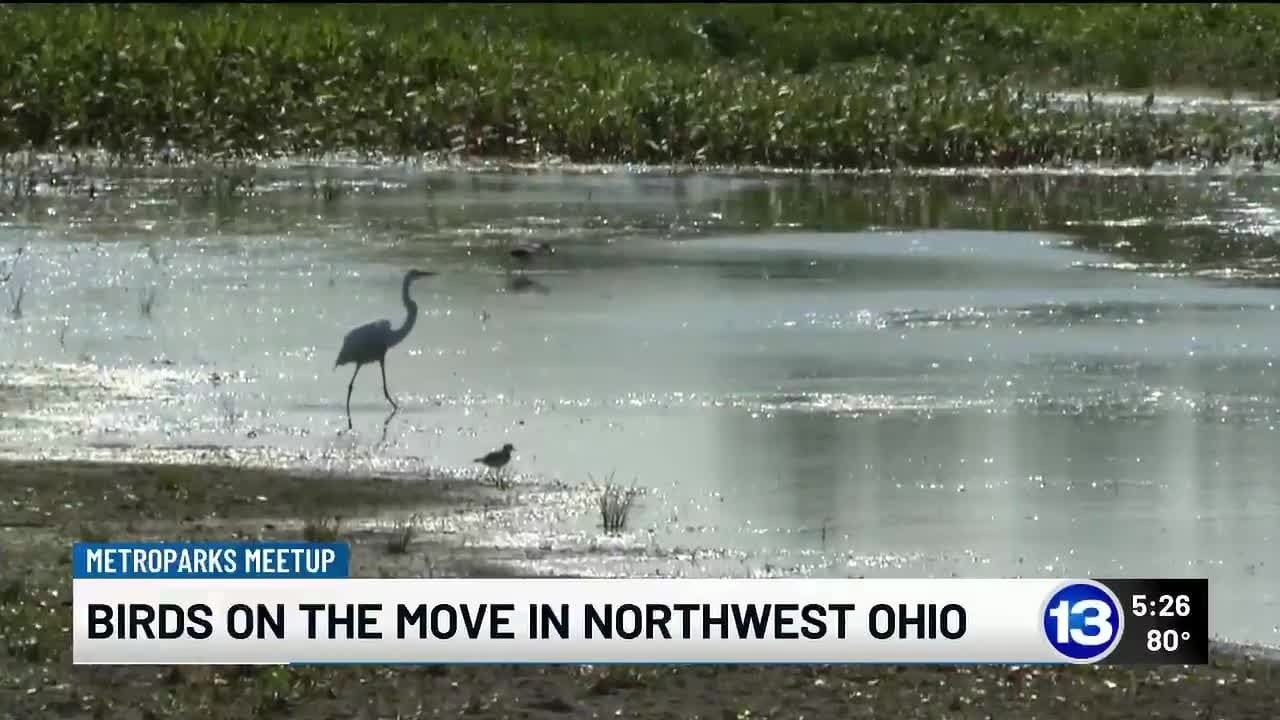 Howard Marsh becomes a rest stop for thousands of migrating birds